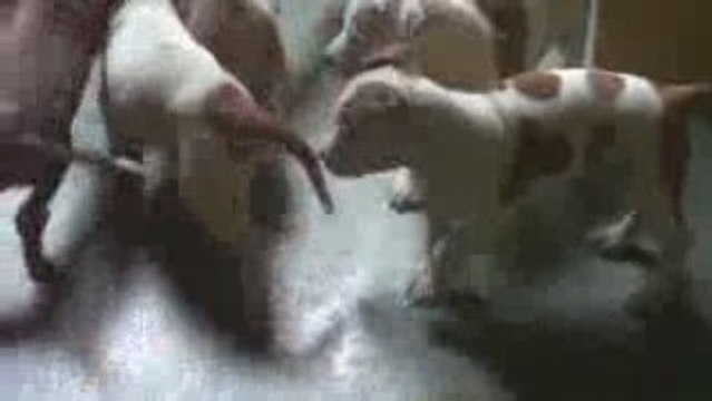 chiots américan staff joue