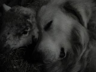 Compter les moutons...