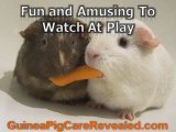 Top Five Reasons Why You Should  Own Guinea Pigs Pets