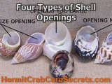 Hermit Crab Shells - Healthy and Right Shell For Them