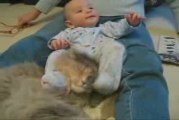 bebè contro gatto