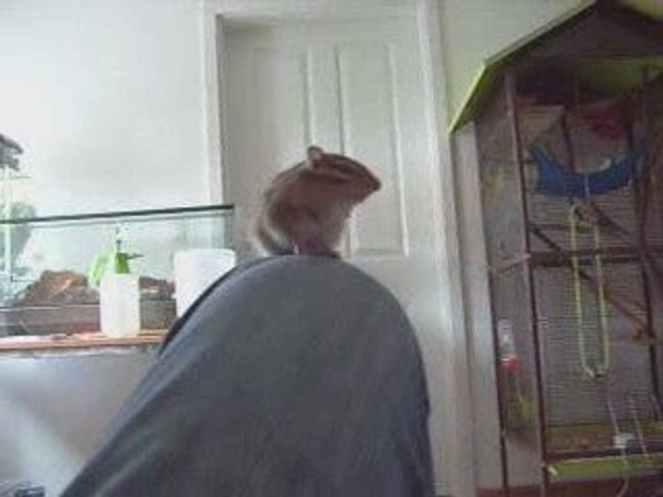 encore mon petit ecureuil "nutty"