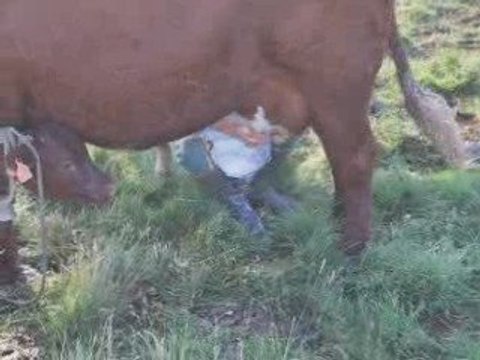 Traite à la main des vaches Salers