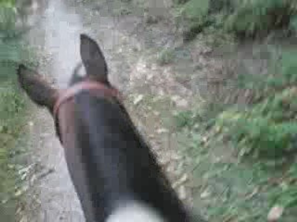 Trot en forêt Little Fly