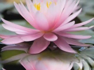 Buddhism: the Big Picture Explained by Edward P.H. Woo