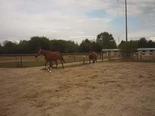 toupains et picos liberté