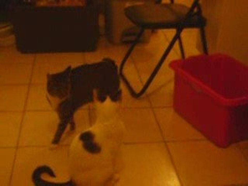 dora et babouche