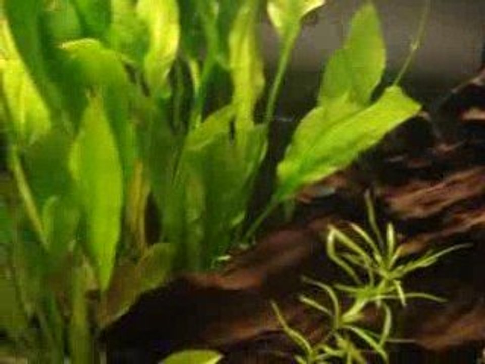 aquarium