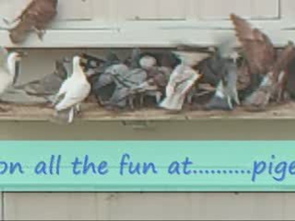 Pigeon Pal's Daily Racing Club News 64 Pigeon Race Results