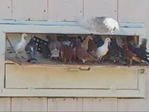 Pigeon Pal's Daily Racing Club News 66 Sunday's Results