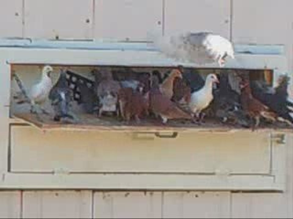 Pigeon Pal's Daily Racing Club News 66 Sunday's Results