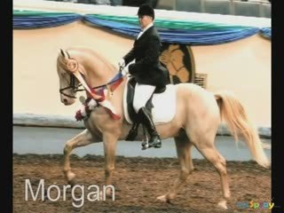 Riding Lessons to Go Bio Colette Sossaman