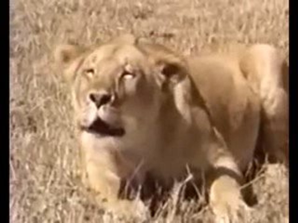 The Flower Duet; Lakme (An Animal Opera)