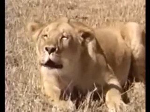 The Flower Duet; Lakme (An Animal Opera)