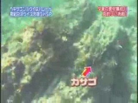 ヘキサゴンⅡ超クイズパレード　夏の南紀白浜合宿3時間スペシャル　6/18