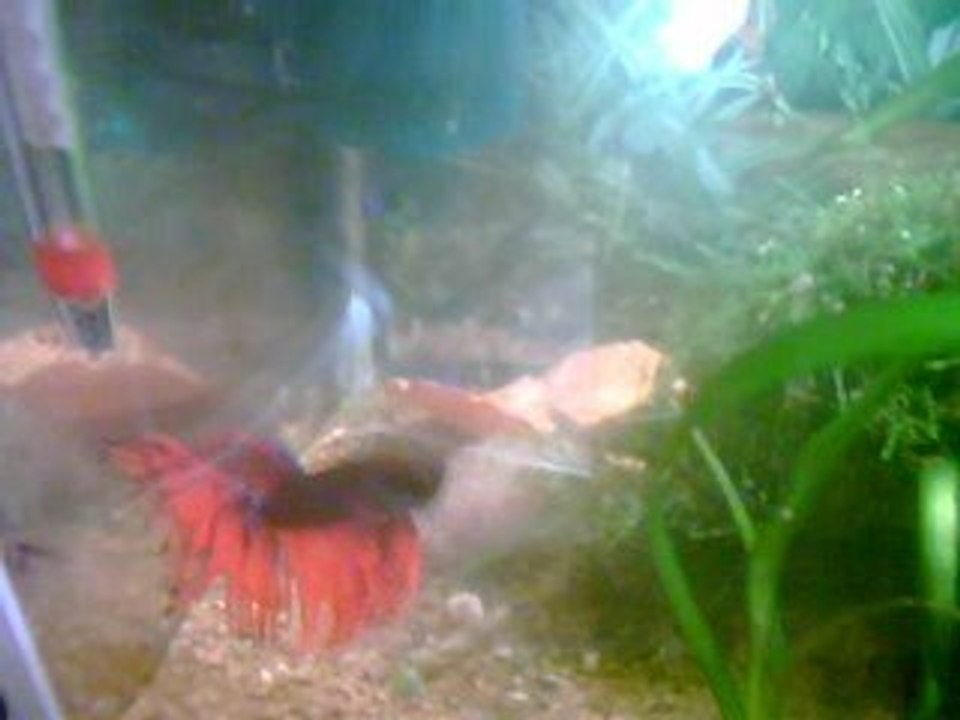 rock le betta