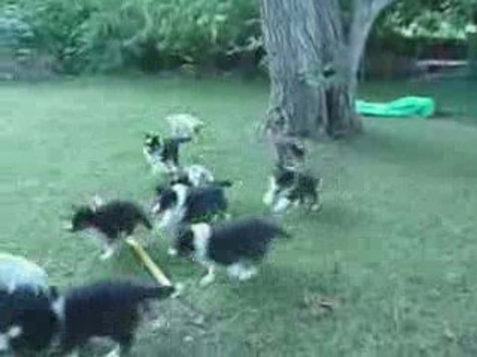 Cheyenne et les chiots