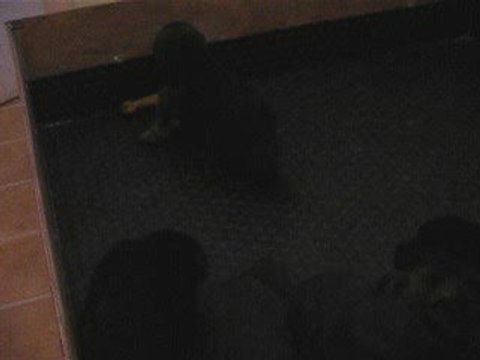 chiots burkina 22 septembre 2009