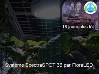Résultat culture sous LEDs avec les systèmes FloraLED