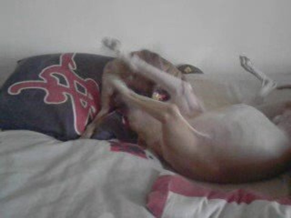 joute dakar et elixir