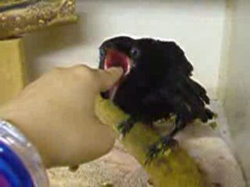 Corbeau om nom nom - Spi0n.com