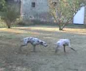 Deux dalmatiens