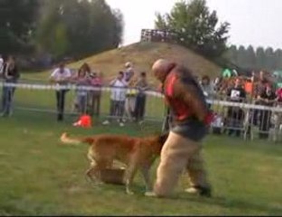 Somain-Festi'communes-dressage de chien/dog training