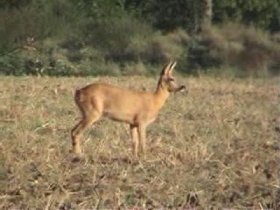 chevrette et son petit