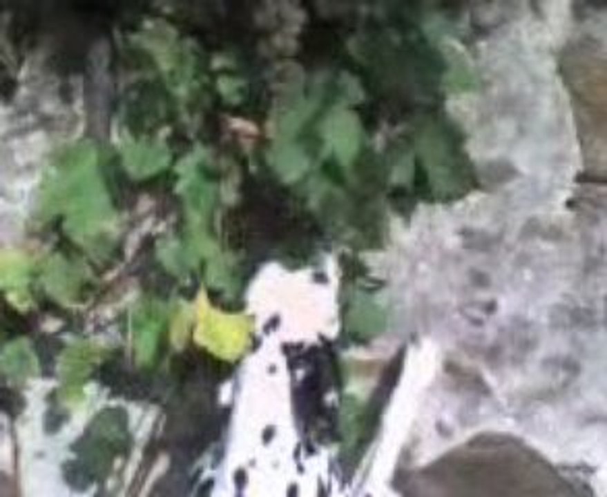 Dalmatiens mangeur de fruits