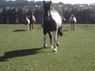 Grosses baleines au galop!!!