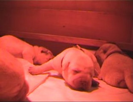 Naissances chiots labradors sable