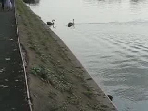Sucé sur Erdre : chien, cygnes, canards