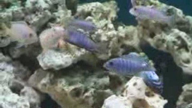 Combat de femellles Maylandia Zebra Gold Lion's Cove OB