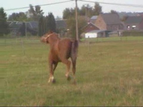 chevaux liberté sept 2009