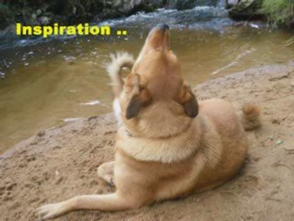 Zinnia , Depuis un an sur VLC