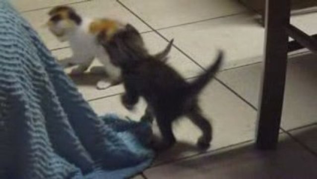 Les petits chatons qui jouent ensemble à environ 2 mois