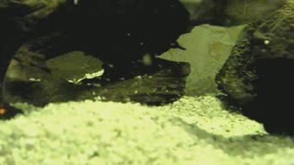 alevins cisclasoma octofaciatum