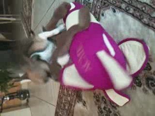 Peanut le chihuahua BIP BIP!