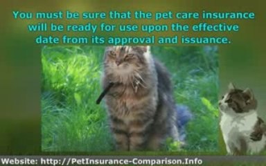 Tips to Doing a Pet Insurance Comparison