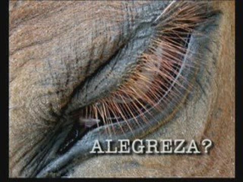 SENTIMENTOS MATIZADOS