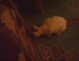 my cat looking for boyfriend