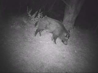 La fauna alla Baciocca nel Parco di Montioni
