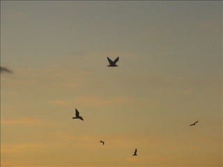 Kadıköy ve Martılar 2