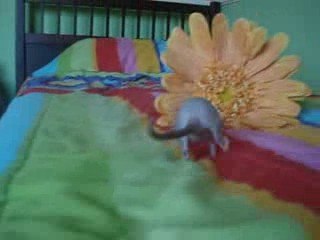 Chloé que j'aime temps