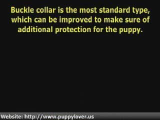 Dog Training - The Right Collar For Your Dog