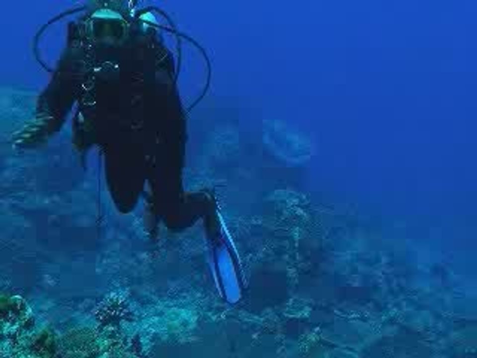 Jellyfish underwater on Kadavu in Fiji Islands
