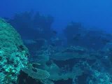 Wild Astrolabe Reef, scuba diving in Kadavu Fiji