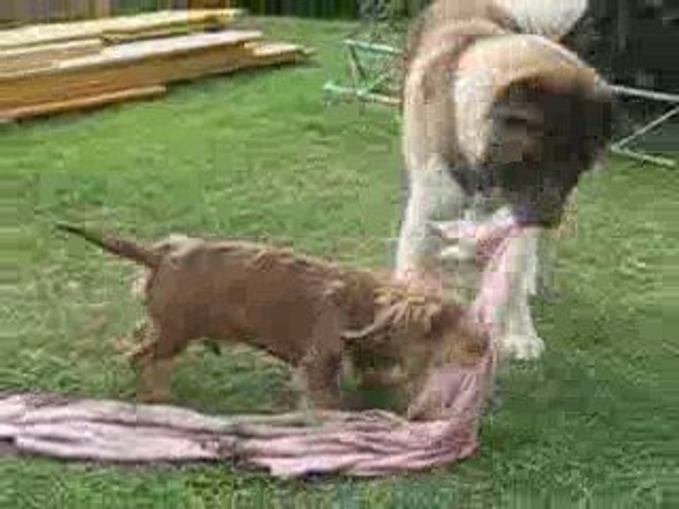 Teddy et Ruby
