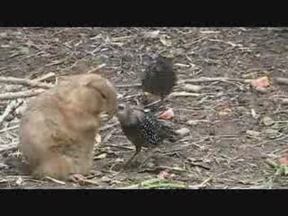 Stealing_Food