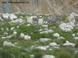 Kedarnath Peak Climbing Expedition-PeakAdventureTour.com